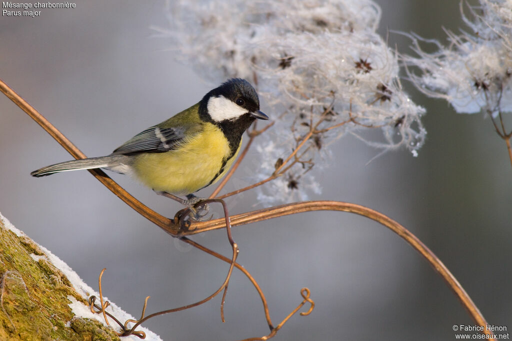 Great Tit male adult, identification