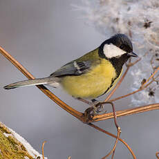 Mésange charbonnière