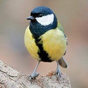 Mésange charbonnière