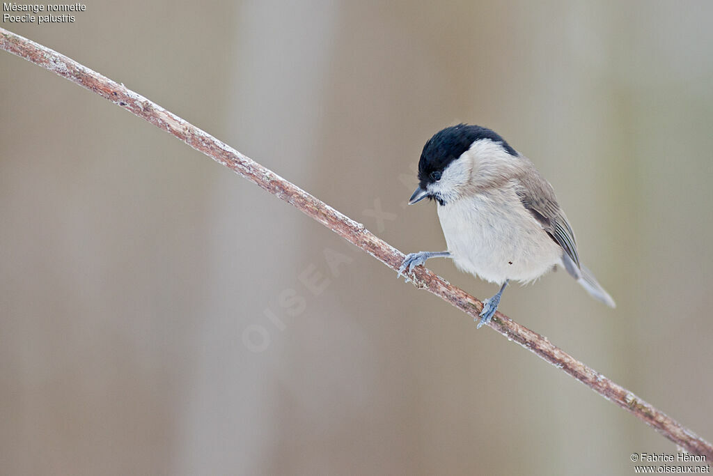 Mésange nonnetteadulte, identification