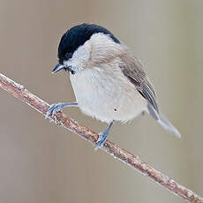 Mésange nonnette