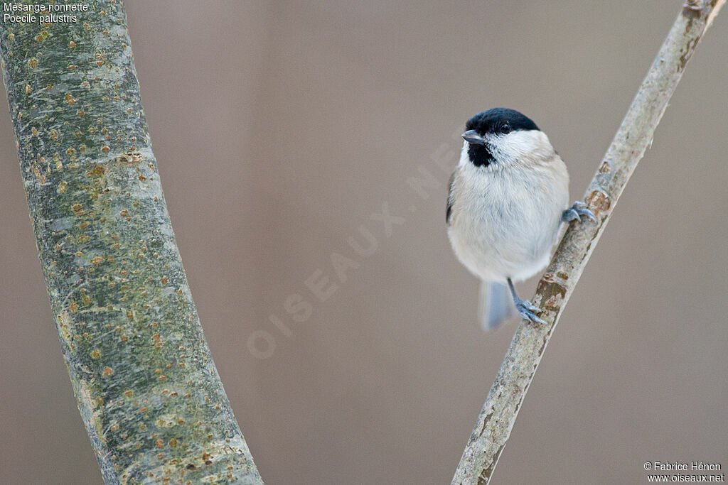 Marsh Titadult