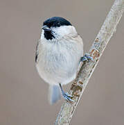 Marsh Tit