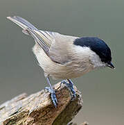 Marsh Tit