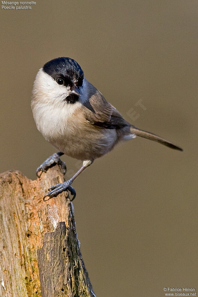 Mésange nonnetteadulte, identification