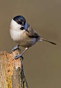 Marsh Tit