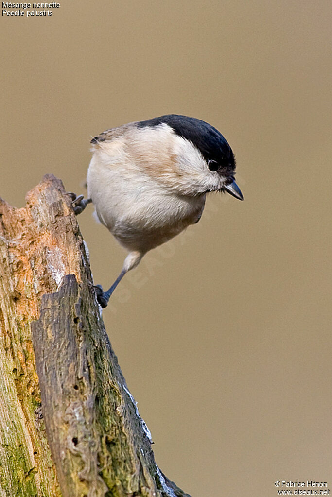 Mésange nonnetteadulte, identification