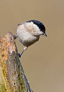 Marsh Tit