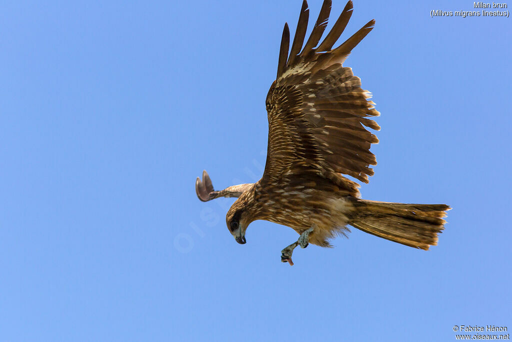 Black Kite (lineatus)adult, Flight