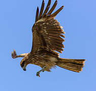 Black Kite (lineatus)