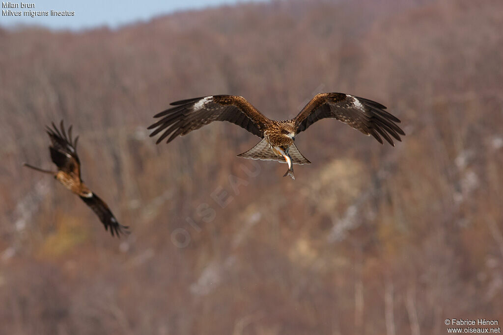 Black Kite (lineatus), Flight