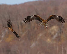 Black Kite (lineatus)