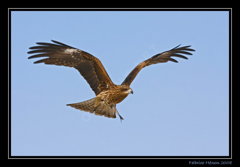 Black Kite (lineatus)