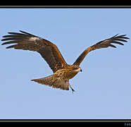 Black Kite (lineatus)