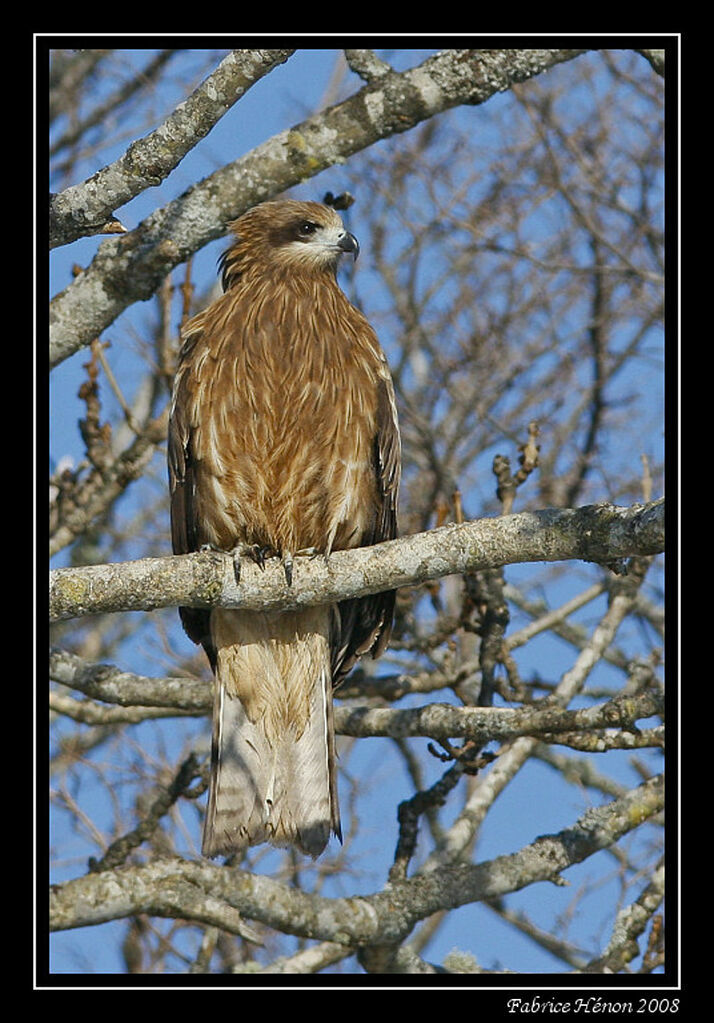 Black Kite (lineatus)