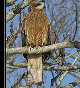 Black Kite (lineatus)