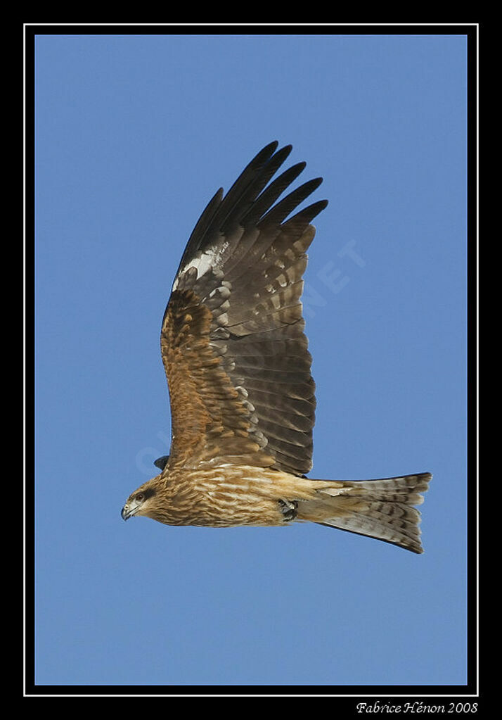 Black Kite (lineatus)