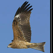 Black Kite (lineatus)