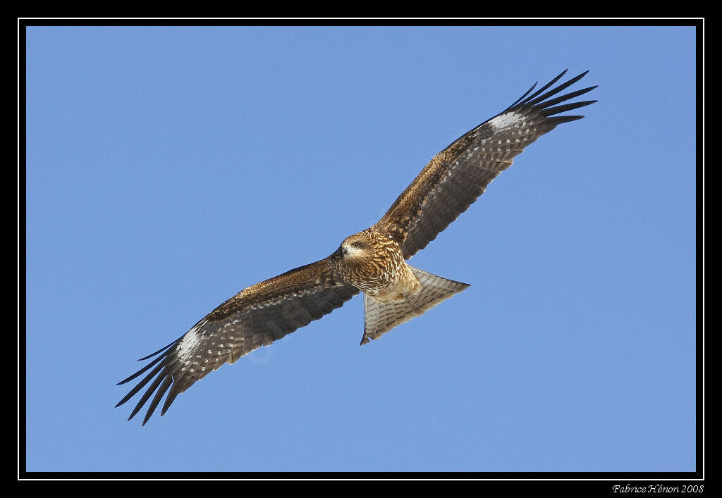 Black Kite (lineatus)