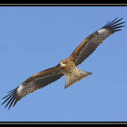 Black Kite (lineatus)