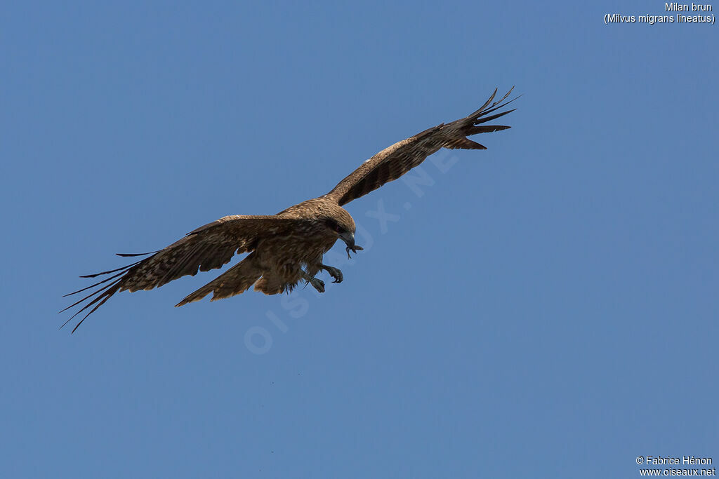 Black Kite (lineatus)adult, Flight