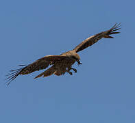 Black Kite (lineatus)