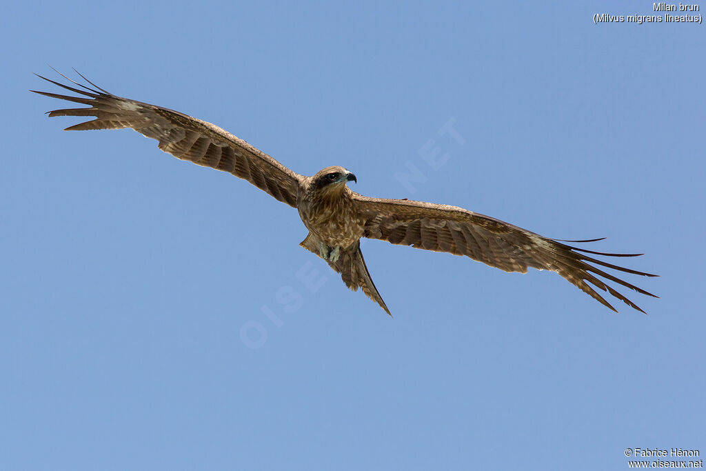 Black Kite (lineatus)adult, Flight