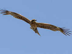 Black Kite (lineatus)