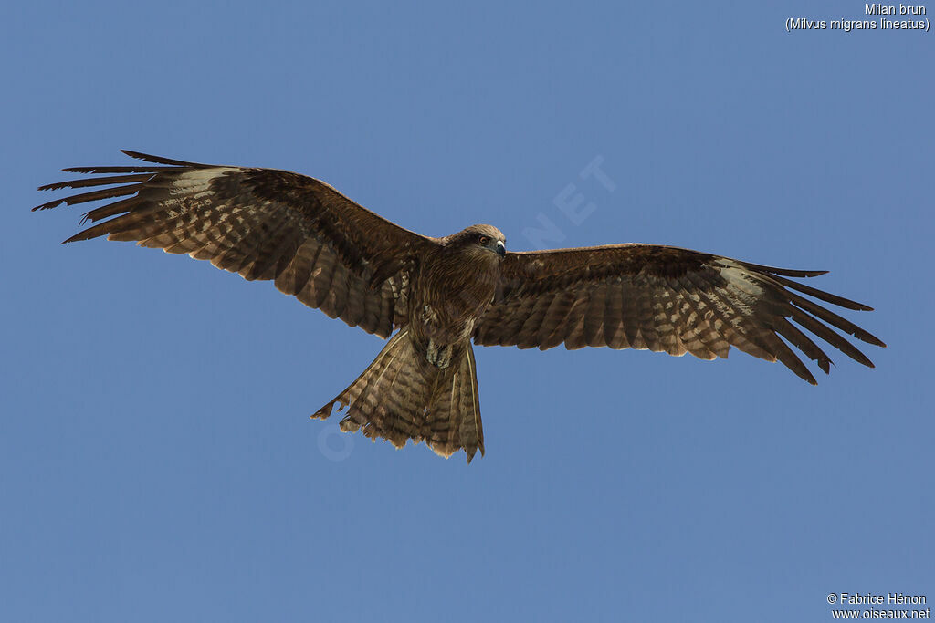 Black Kite (lineatus)adult, Flight