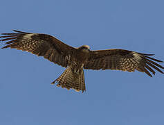 Black Kite (lineatus)