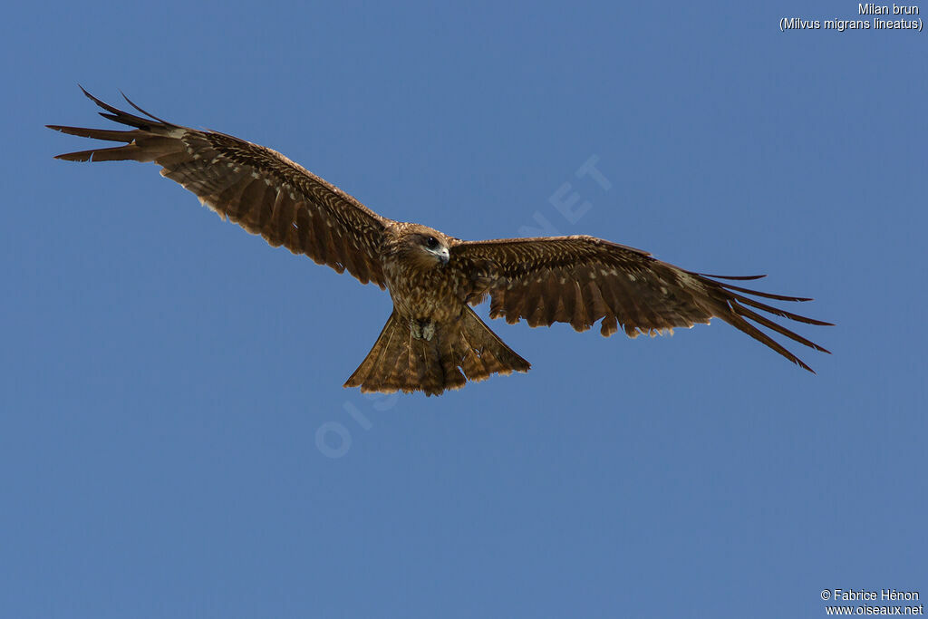 Black Kite (lineatus)adult, Flight