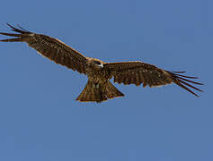 Black Kite (lineatus)