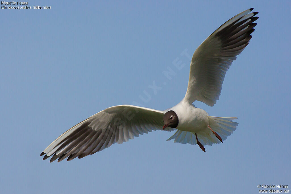 Black-headed Gulladult breeding, Flight