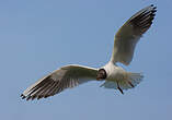 Mouette rieuse