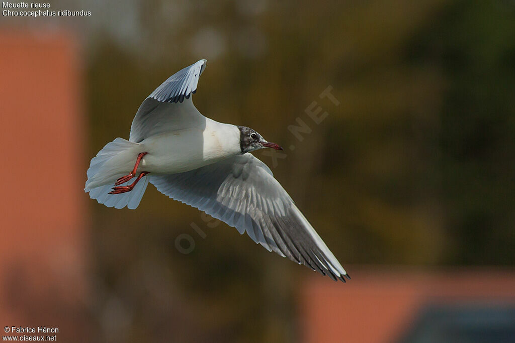 Black-headed GullFirst year, Flight