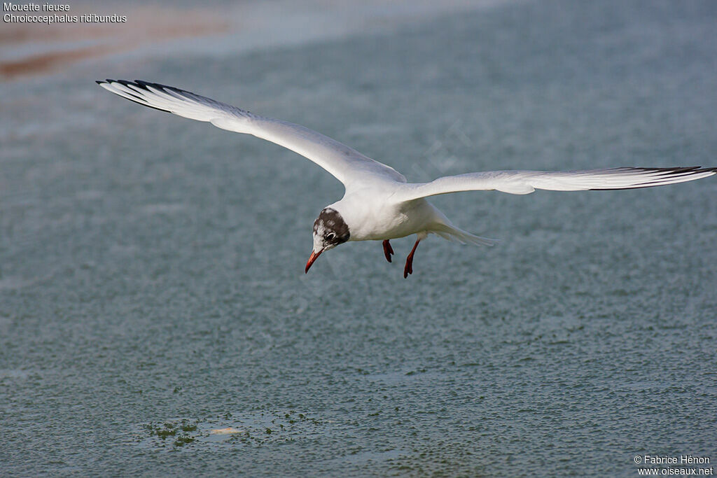 Mouette rieuse1ère année, Vol