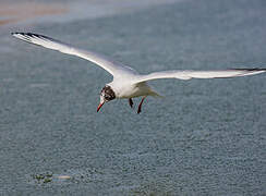 Mouette rieuse