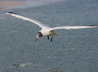 Mouette rieuse