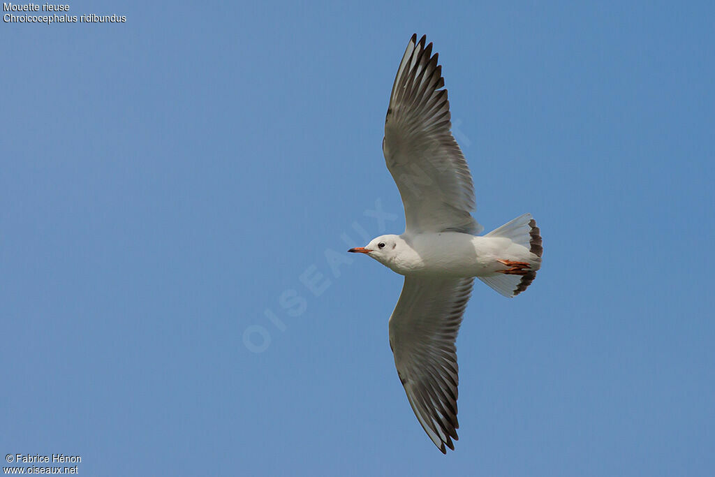 Black-headed Gulladult post breeding, Flight