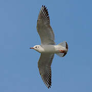 Mouette rieuse