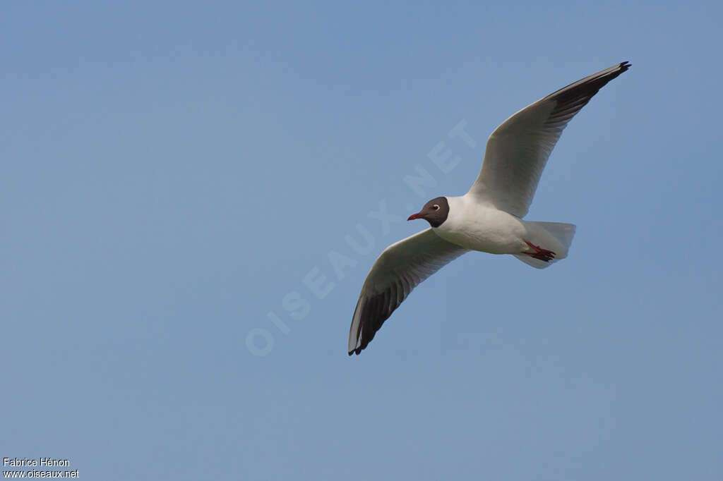 Black-headed Gulladult breeding, Flight