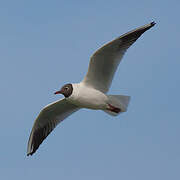 Mouette rieuse