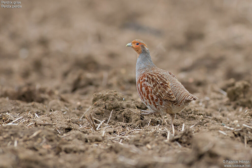 Grey Partridgeadult, identification