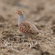 Grey Partridge