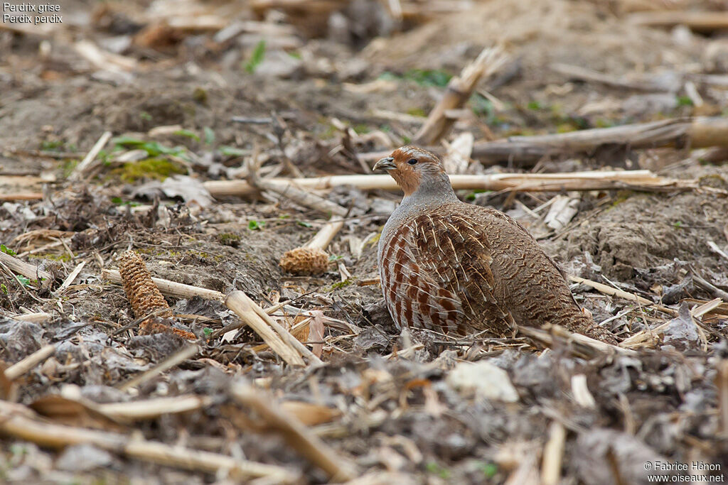 Perdrix grisejuvénile, identification