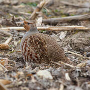 Grey Partridge