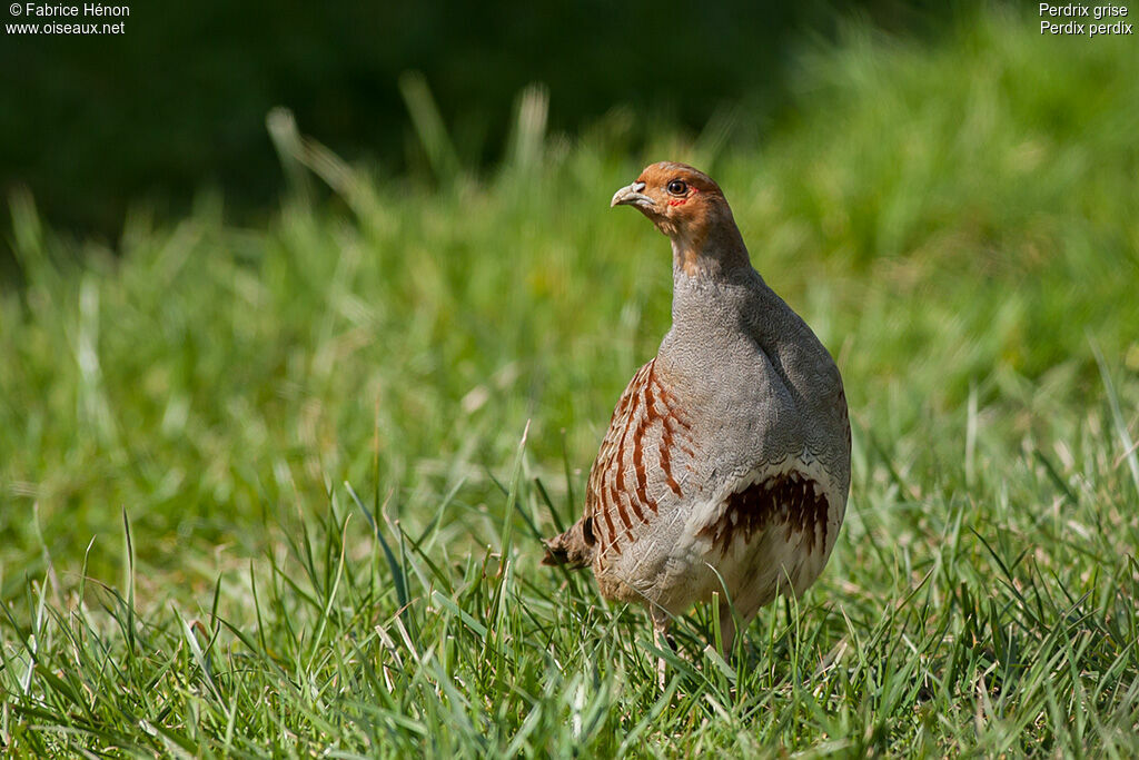 Grey Partridgeadult, identification