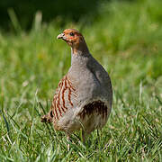 Grey Partridge