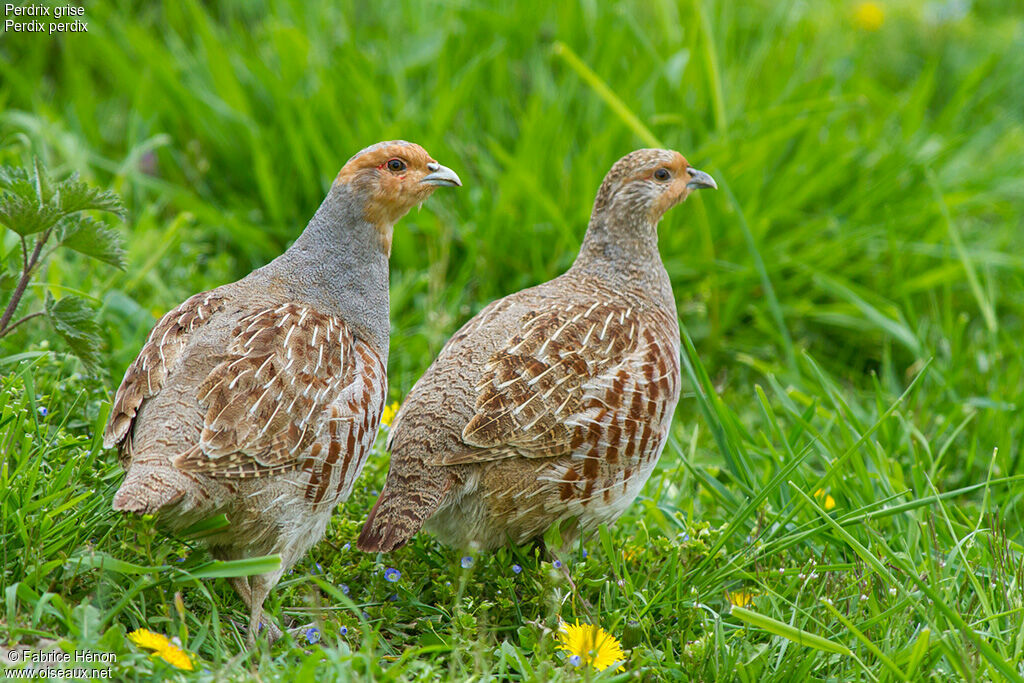 Grey Partridge adult, identification