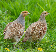 Grey Partridge